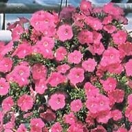 Petunia grandiflora (Pink Petunia)