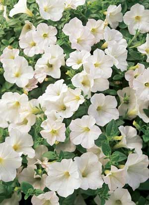 Petunia grandiflora (White Petunia)