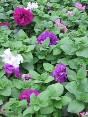 Petunia grandiflora (Double Mix Petunia)