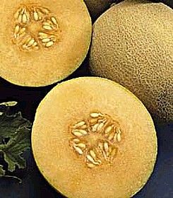 Cantaloupe (Hale's Best Jumbo Cantaloupe)