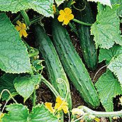 Cucumber (Bush Cucumber)
