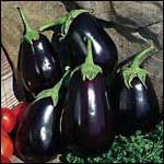 Eggplant (Black Beauty Eggplant)