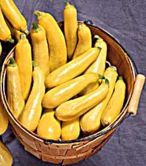 Squash (Yellow Straightneck Squash)