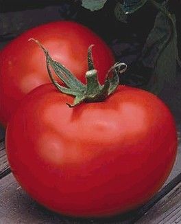 Tomato (Better Boy Tomato)