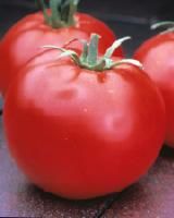 Tomato (Celebrity Tomato)
