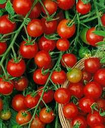 Tomato (Cherry Red Tomato)