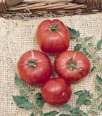 Tomato (German Johnson Tomato)