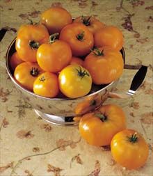 Tomato (Husky Gold Tomato)