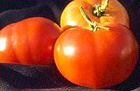 Tomato (Marglobe Tomato)