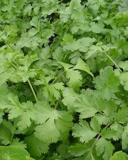 Coriandrum savitum (Coriander (Cilantro))