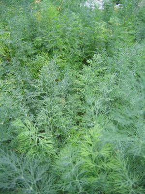 Anethum graveolens (Dill)