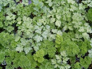 Petroselinum crispum (Italian Plain Parsley)