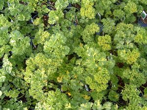 Petroselinum crispum (Curly Leaf Parsley)