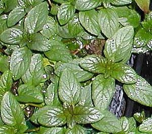 Mentha piperita (Peppermint)