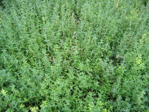 Thymus vulgaris (Thyme)