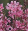 Gaura lind. (Indian Feather)
