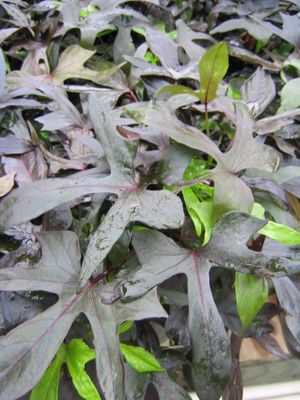 Ipomoea (Blackie Sweet Potato Vine)