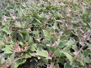Ipomoea (Tricolor Sweet Potato Vine)