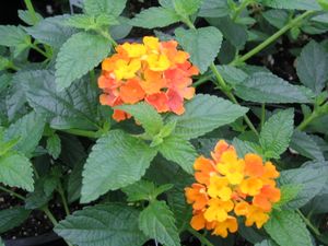 Lantana (Miss Huff Lantana)