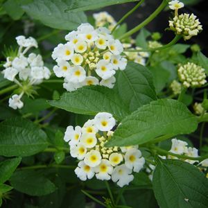 Lantana (Silver Mound, white)