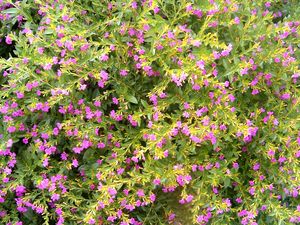 Mexican Heather (Purple Mexican Heather)