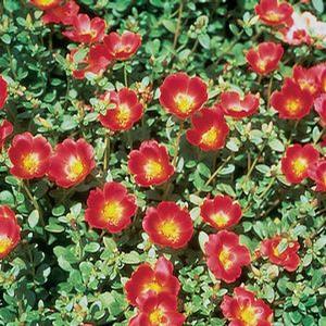 Purslane (Portulaca) (Portulaca)