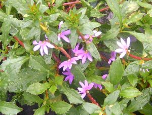 Scaevola (Fan Flower)