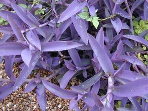 Setcreasea (Purple Heart Wandering Jew)