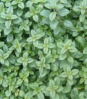 Origanum vulgaris (Greek Oregano)