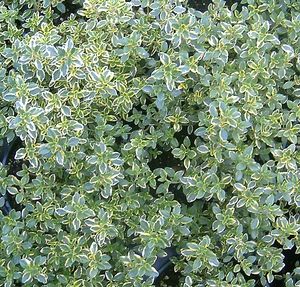 Thymus x citriodorus (Golden Lemon Thyme)