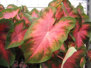 Caladium hortulanum (Caladium)