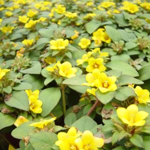 Lysimachia (Trailing Lime Green)