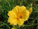 Hemerocallis (Daylilly)