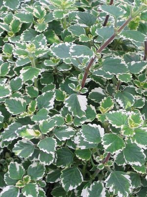 Swedish Ivy (Variegated Swedish Ivy)