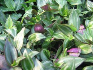 Wandering Jew (Purple Leaved Wandering Jew)