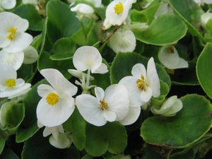 Begonia (Green leaf Begonia)