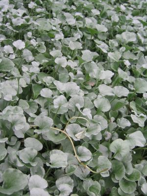 Dichondra (Silver Falls Dichondra)