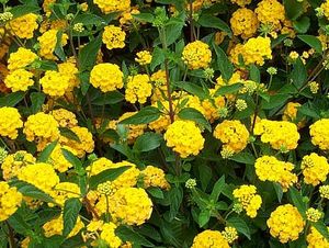 Lantana (New Gold Lantana)