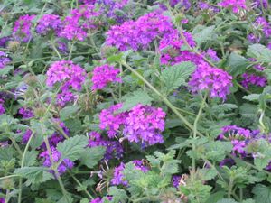 Verbena (Homestead Purple Verbena)