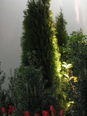 Thuja plicata (Green Giant Arborvitae)