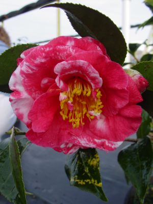 Camellia japonica (Empress Variegated Camellia)