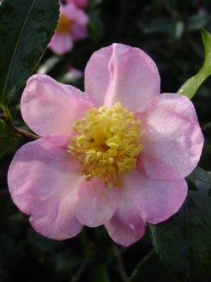 Camellia oleifera (Camellia)