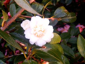 Camellia oleifera (Snow Flurry Camellia)