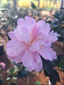 Camellia sasanqua (Camellia)