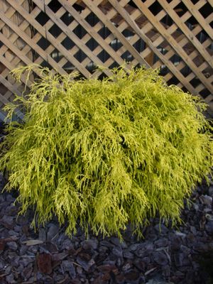 Chamaecyparis pisifera (Gold Cypress)