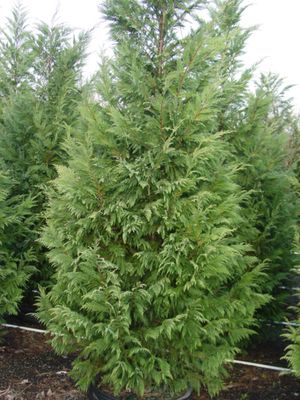 Callitropsis leylandii (Leyland Cypress)