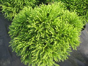 Cryptomeria japonica Globosa Nana (Globosa Nana Japenese Cedar)