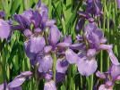 Iris siberica (Caesar's Brother Siberian Iris)