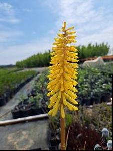 Kniphofia (Red Hot Poker)