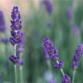Lavendula angustifolia (Hidcote Lavender)